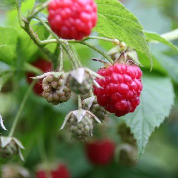 Framboisier remontant Scepter - Rubus idaeus