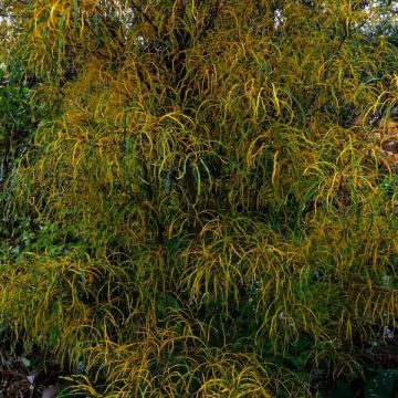 Rhamnus frangula Asplenifolia - Frangula alnus
