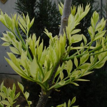 Frêne panaché - Fraxinus angustifolia Variegata.