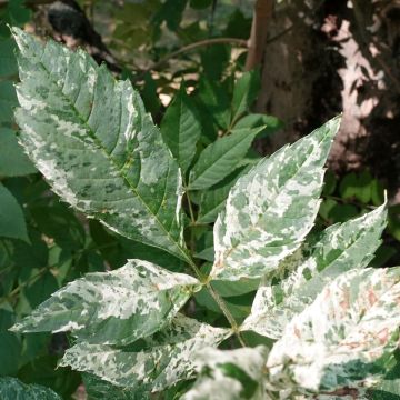 Fraxinus excelsior Crispa Variegata - Frêne panaché à feuilles crispées