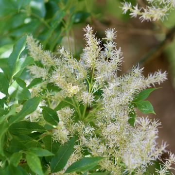 Fraxinus ornus - Frêne à fleurs, Orne