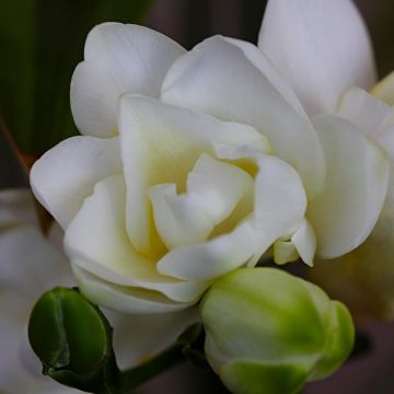 Freesia double blanc - Muguet du Cap