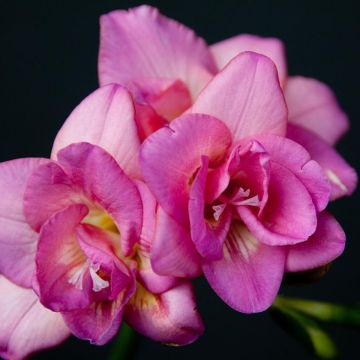 Freesia Double Rose - Muguet du Cap