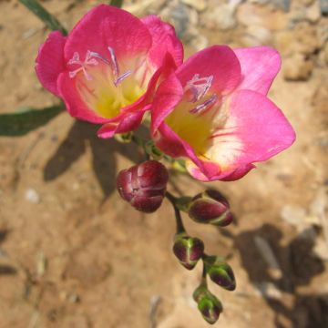 Freesia Simple Rose - Muguet du Cap