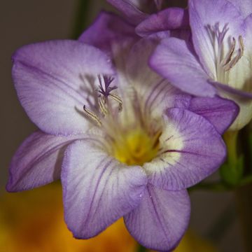 Freesia Simple Bleu - Muguet du Cap