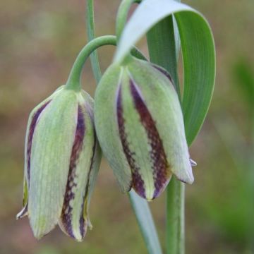 Fritillaire Hermonis ssp. Amana