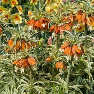 Fritillaire imperialis Argentea variegata