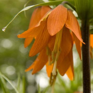 Fritillaire imperialis Prolifera - Couronne impériale