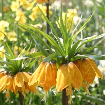 Fritillaire imperialis Striped Beauty - Couronne impériale