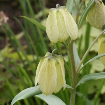 Fritillaire pallidiflora - Fritillaire à fleurs pâles