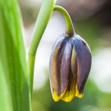 Fritillaire uva-vulpis