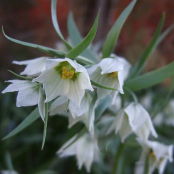 Fritillaria bucharica - Fritillaire blanche d'Asie