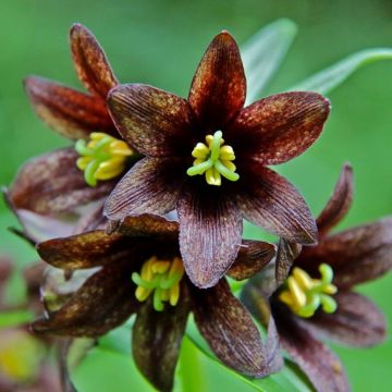 Fritillaire camschatcensis - Lys du Kamtchatka