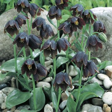 Fritillaria davisii - Fritillaire botanique