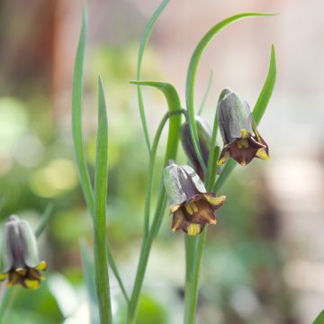 Fritillaria elwesii - Fritillaire botanique