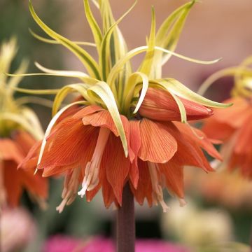 Fritillaire imperialis Aureomarginata - Couronne impériale