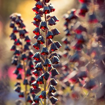 Fritillaria persica - Fritillaire de Perse