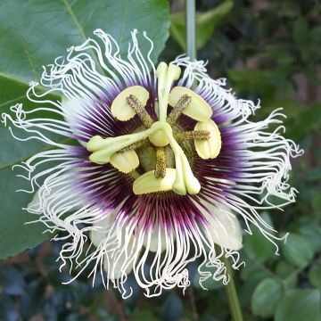 Fruit de la Passion jaune - Passiflora edulis f. flavicarpa