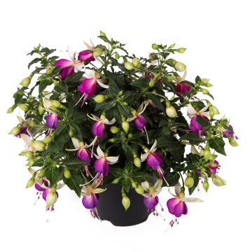 Fuchsia semi-retombant Bella Nora 