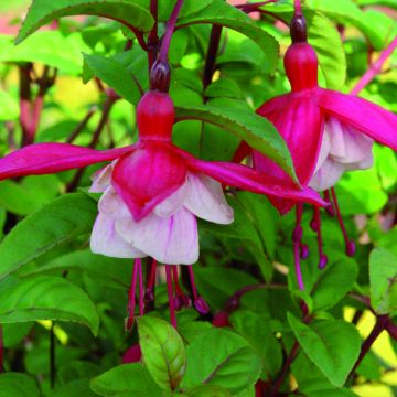 Fuchsia rustique Shrimp Cocktail