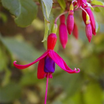 Fuchsia Genii 
