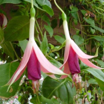 Fuchsia rustique Margaret Thatcher