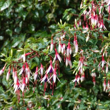 Fuchsia magellanica Arauco