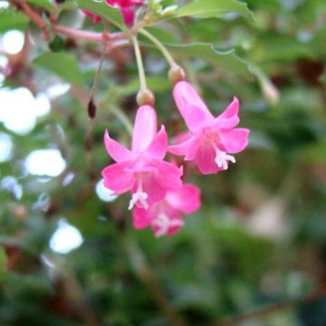 Fuchsia minutiflora