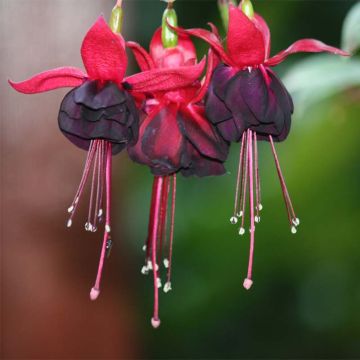 Fuchsia retombant Rohees New Millenium 