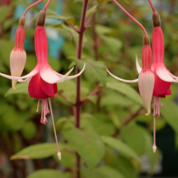 Fuchsia rustique Whiteknights Pearl