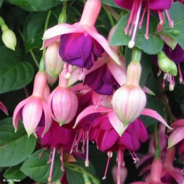 Fuchsia rustique Constance