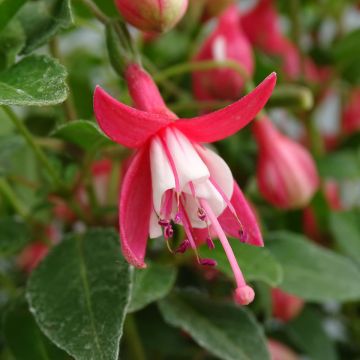 Fuchsia rustique Lady Thumb