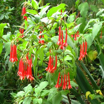 Fuchsia triphylla (Fulgens) - Fuchsia arbustif