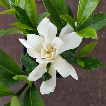 Gardenia jasminoides Sweet Star First Editions