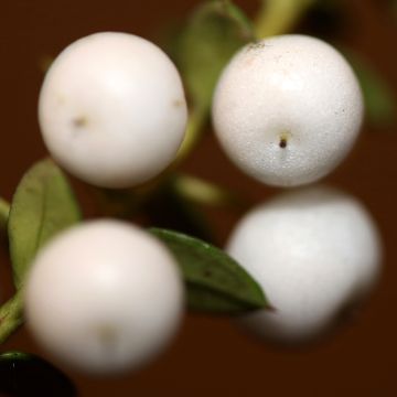 Gaultheria procumbens Color Surprise 