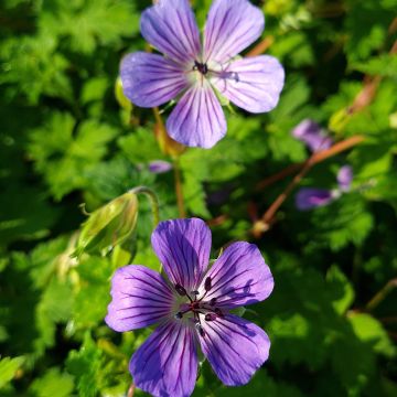 Geranium vivace wallichianum Magical All Summer Joy