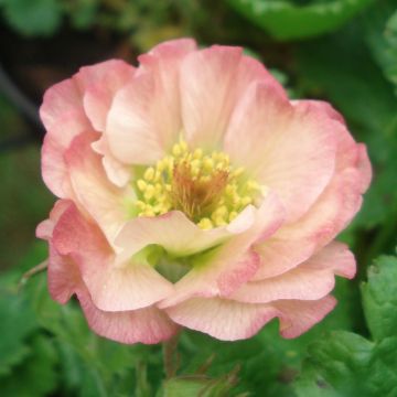 Benoite - Geum Cosmopolitan