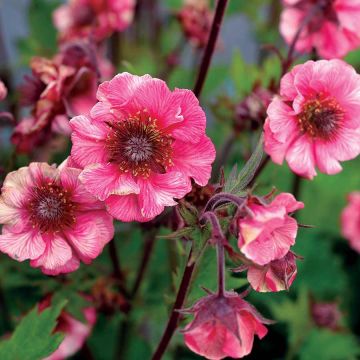 Geum Tempo Rose - Benoîte