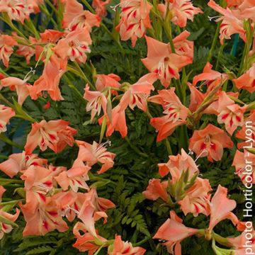 Glaïeul nain rose saumon - Gladiolus nanus Nathalie