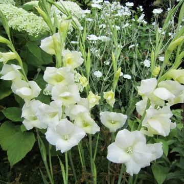 Glaieul ou Gladiolus primulinus Fiona