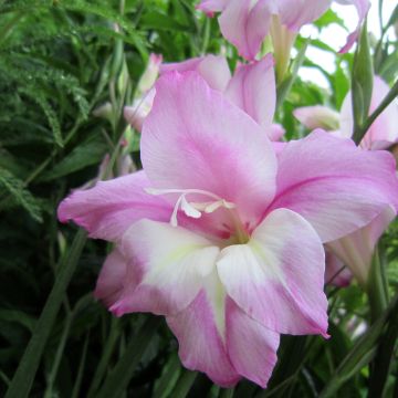 Glaieul ou Gladiolus tubergenii Charming Henry