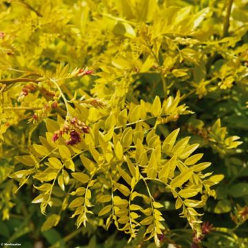 Févier d'Amérique doré - Gleditsia triacanthos Sunburst