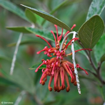 Grevillea robusta - Grévillier