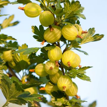 Groseillier à maquereaux Crispa Goldling - Ribes uva-crispa