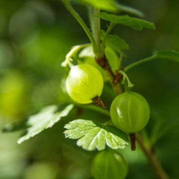 Groseillier à maquereau Spine Free Red - Ribes uva crispa