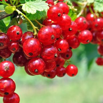 Groseillier à grappes rouges Ribest Sonette