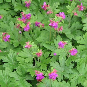 Géranium vivace macrorrhizum Bevan s Variety