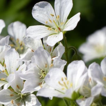 Géranium vivace maculatum Album - Géranium vivace maculé blanc