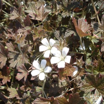 Géranium vivace oxonianum Sanne - Géranium vivace hybride blanc, feuillage brun