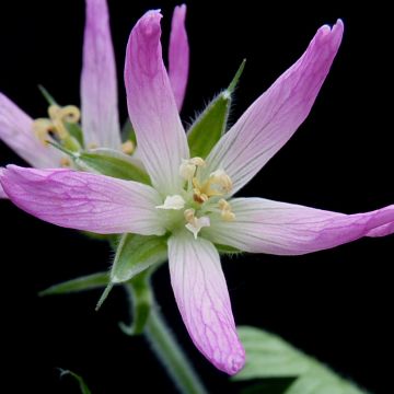 Géranium vivace oxonianum Sherwood